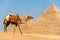 Camel Walking Pyramids