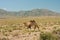 Camel walks in the wilderness against the mountain