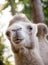 Camel watching into the camera. Closeup portrait of camel