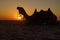 Camel watching the sunset