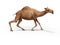 Camel on weak legs 3d rendering on white background with shadow