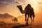 Camel weathers desert sandstorm during the sundowns hazy embrace