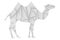 Camel. White paper polygonal