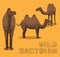 Camel Wild Bactrian Cartoon Vector Illustration