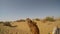 camel yawns and looks around sand dunes desert Thar Rajasthan