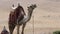 Camel Yawns Twice In Egypt