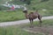 The camel on the Zhangbei Grassland live freely on the vast grassland