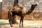 Camel in zoo 1