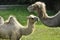 A camel in the zoo, mammal desert. Old and young.