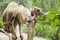 Camel in the zoo in Naples, camel blanket in the background. Florida