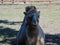 Camel at zoo Targu Mures