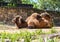 Camel in zoological garden.