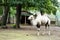 Camel at zoological garden