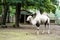 Camel at zoological garden