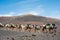 Camelcade on Lanzarote