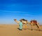 Cameleer (camel driver) camels in Rajasthan, India