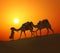 Cameleerand camels - silhouette against sunset