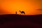 Cameleers, camel Drivers at sunset. Thar desert on sunset Jaisalmer, Rajasthan, India