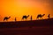 Cameleers, camel Drivers at sunset. Thar desert on sunset Jaisalmer, Rajasthan, India