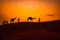 Cameleers, camel Drivers at sunset. Thar desert on sunset Jaisalmer, Rajasthan, India