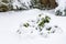 Camelia bush weighed down in heavy wet fresh snowfall in a backyard garden