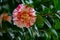 Camelia or Japanese rose