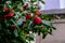 Camelia japonica flower in bloom