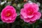 Camelia tree blossoms in spring