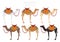 Camelids family collection. Dromedary camel infographic design