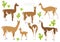 Camelids family collection. Guanaco graphic design
