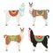 Camelids family collection. Llama graphic design