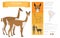 Camelids family collection. Vicuna graphic design