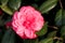 Camellia