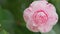 Camellia April Dawn Blush. Pink Flower With Plant In Nature. Spring Flowering Common Camellia Or Japanese Rose Shrub