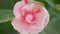 Camellia April Dawn Blush. Pink Flower With Plant In Nature. Spring Flowering Common Camellia Or Japanese Rose Shrub