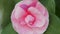 Camellia April Dawn Blush. Pink Flower With Plant In Nature. Spring Flowering Common Camellia Or Japanese Rose Shrub