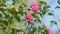 Camellia Bloom On Green Bush In Garden. Pink Camellia In Flower. Beautiful Pink Flower With Soft Petals.