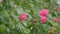 Camellia Bloom On Green Bush In Garden. Pink Camellia In Flower. Beautiful Pink Flower With Soft Petals. Pan.