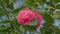 Camellia Bloom On Green Bush In Garden. Pink Camellia In Flower. Beautiful Pink Flower With Soft Petals. Rack focus.