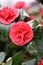 Camellia blossom (Camellia japonica)