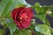 Camellia blossom (Camellia japonica)