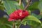 Camellia blossom (Camellia japonica)