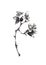Camellia branch Japanese style original sumi-e ink painting.