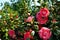 Camellia bush with dark pink flowers in different stages of bloom with green shiny leaves.