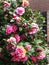 The Camellia Bush or Japanese Rose tree