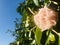 Camellia Camellia japonica pink bud  on tree branch against with blue sky background.