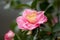 the Camellia Debutante japonica, a double bloom