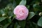 the Camellia Debutante japonica, a double bloom