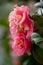 the Camellia Debutante japonica, a double bloom