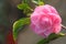 Camellia flower - Japanese rose